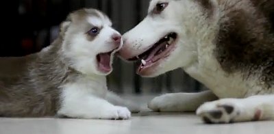 husky-mom-adorable-puppy-play-video.jpg
