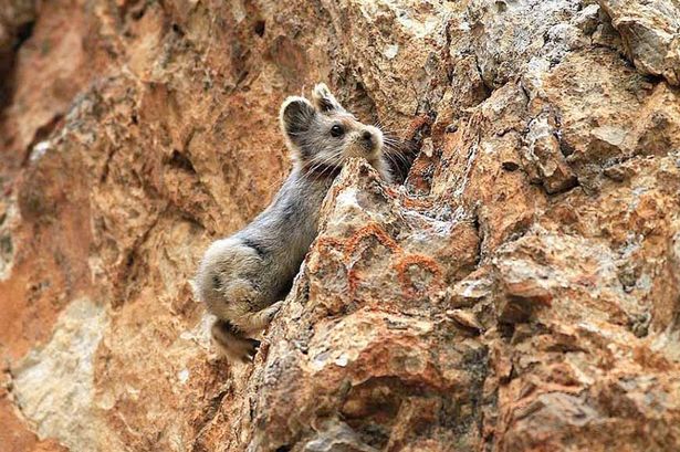 ili-pika.jpg