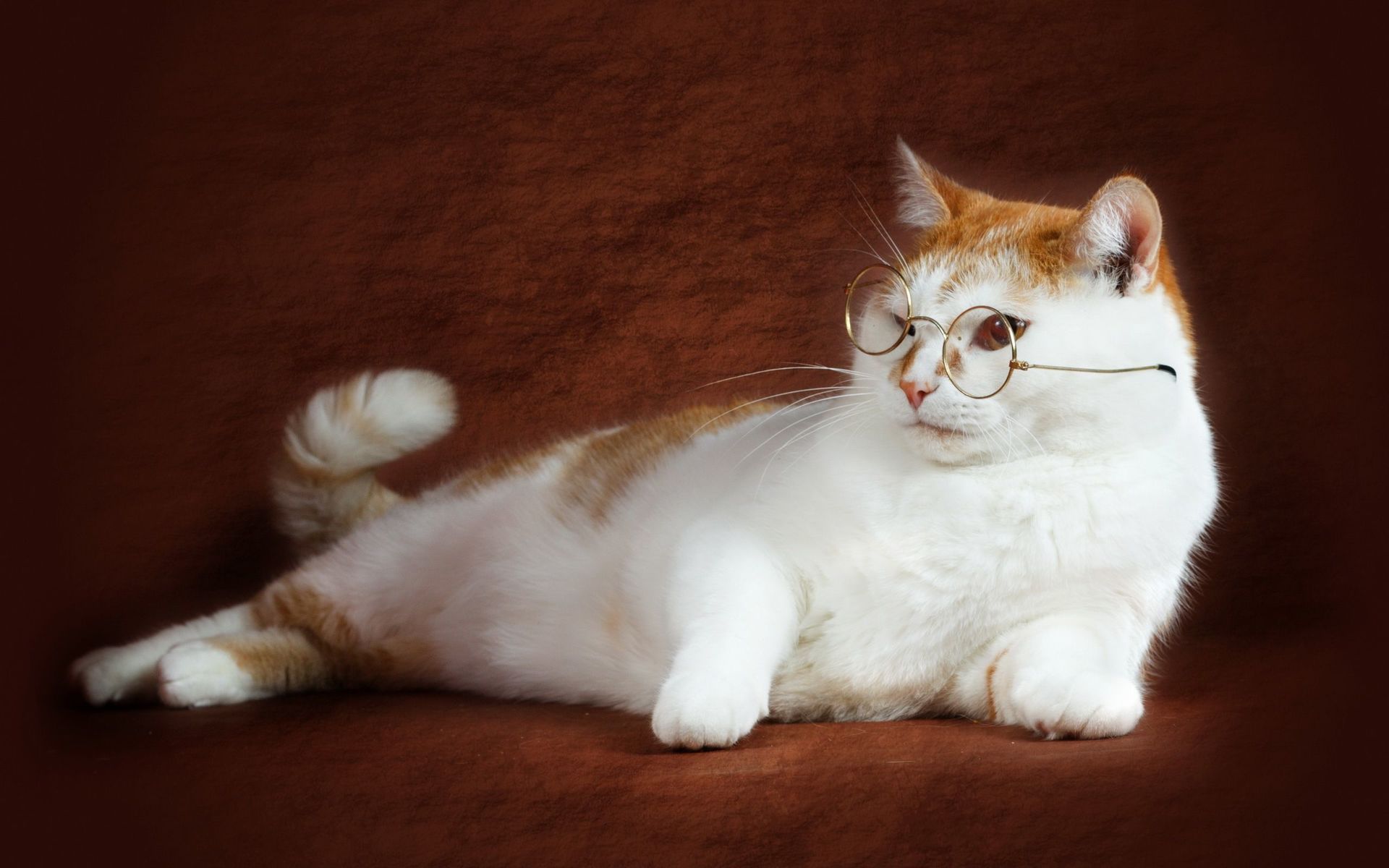 kitten-with-glasses-animal-hd-wallpaper-1920x1200-34745.jpg
