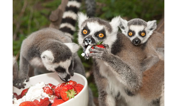 lemurs-eating-strawberries-and-cream-west-midland-safari-park-video.jpg