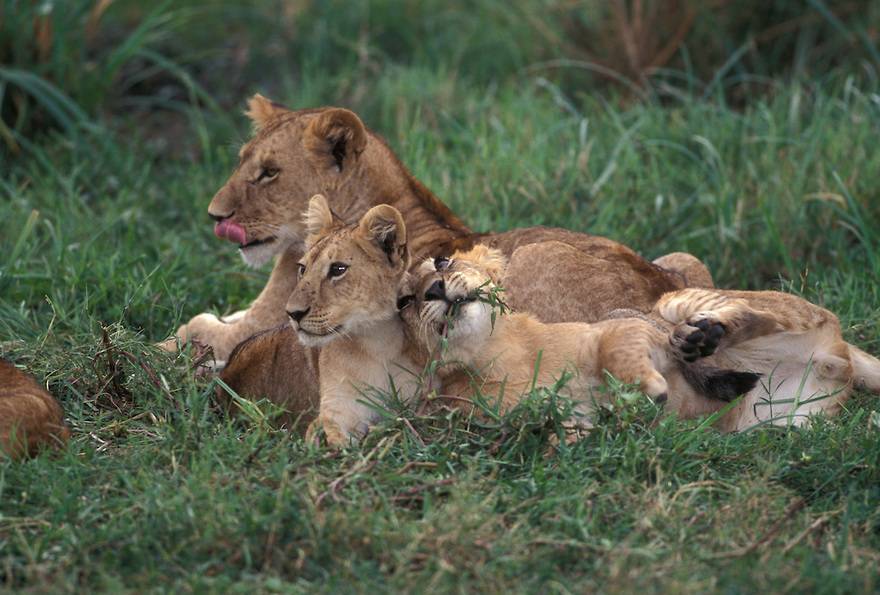 lion-mother-cubs-9039-109.jpg