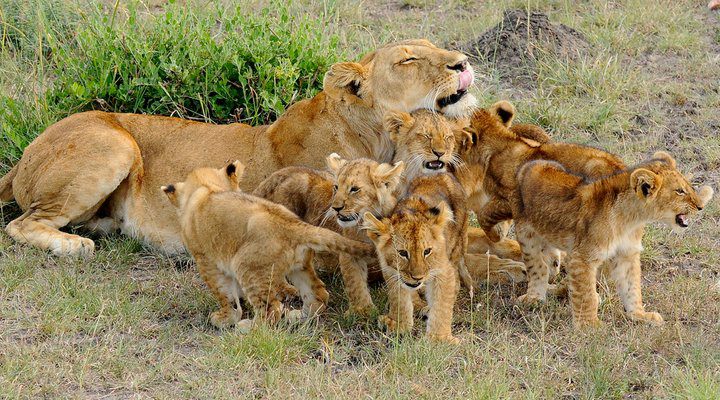 lion-mum-with-6-cubs.jpg