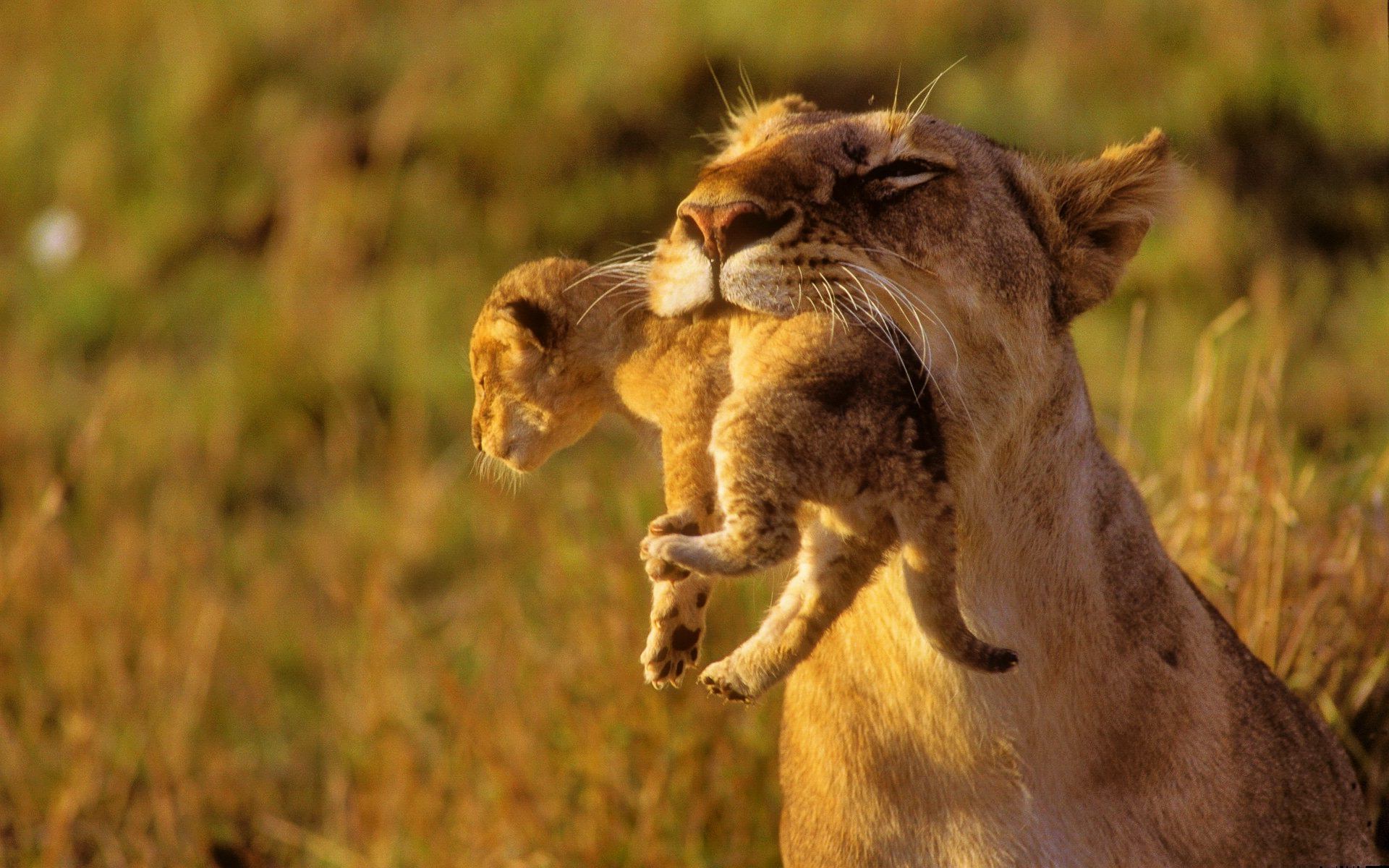 lion_mother_with_baby_lion_wallpaper.jpg
