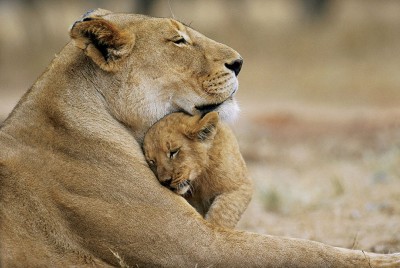 mom-and-baby-lion-400x268.jpg