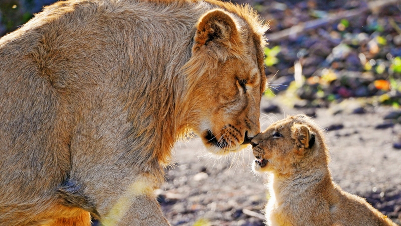 nature_animals_lions_baby_animals_1920x1080_wallpaper_www_wall321_com_47.jpg