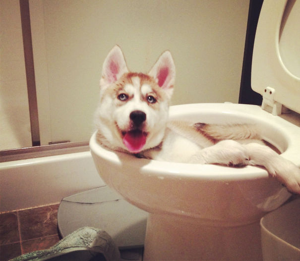 naughty-dog-in-the-toilet_605.jpg
