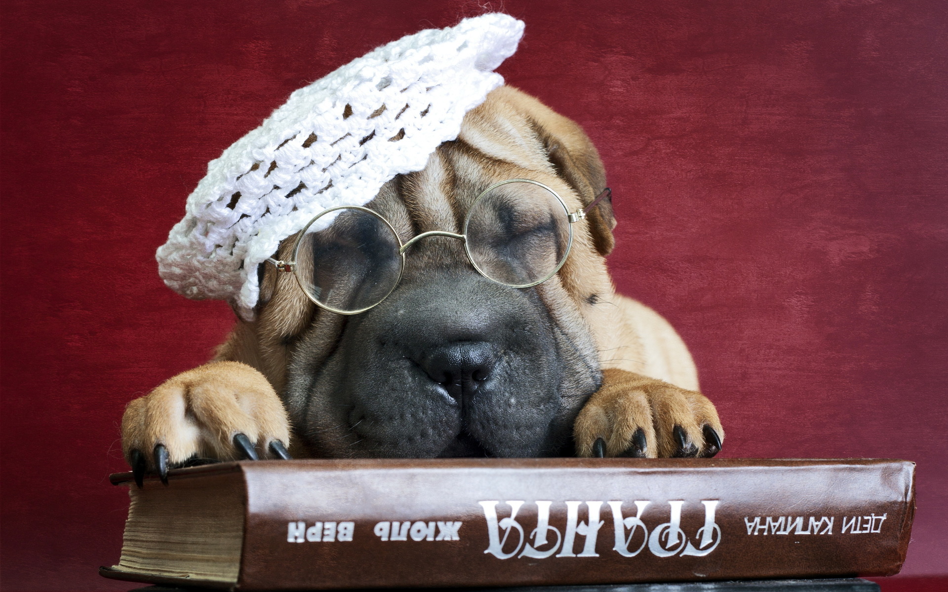 shar-pei-puppy-with-glasses-and-hat-animal-hd-wallpaper-1920x1200-36587.jpg