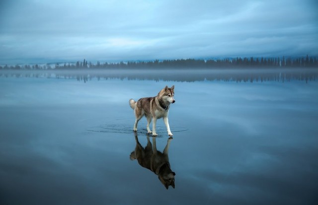 siberian-husky-on-a-frozen-lake_0-640x413.jpg