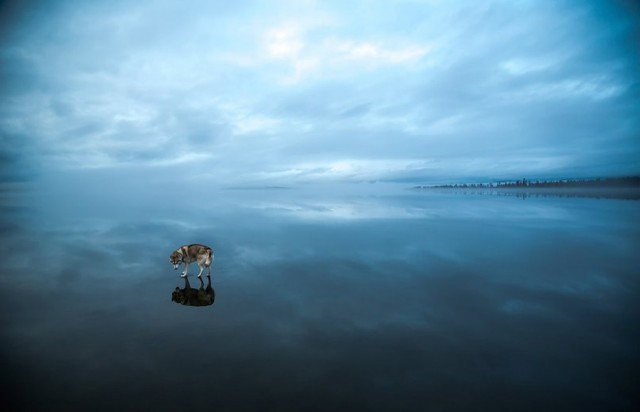 siberian-husky-on-a-frozen-lake_1-640x412.jpg