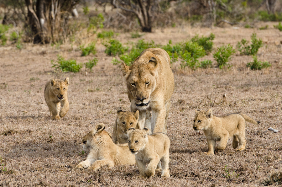 southern-pride-lion-cubs-4.jpg
