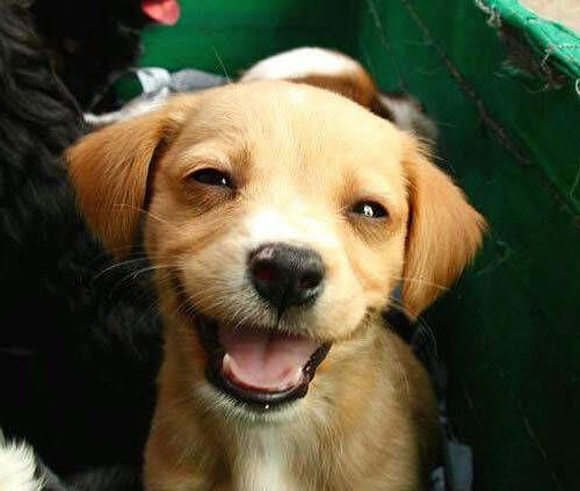 the-happiest-puppy-l.jpg