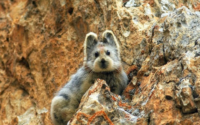 the_rare_ili_pika_was_spotted_in_the_mountains_of_northwestern_china.jpg