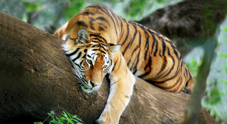 tiger-found-dead-in-india-s-kaziranga-national-park-405103-2.jpg
