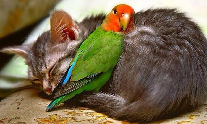unlikely-animals-sleeping-together-posted-at-awesomelycute_com-1-700x420.jpg