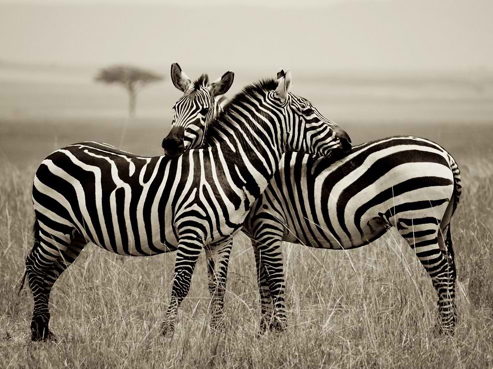 zebra-pair-kenya_56404_990x742.jpg