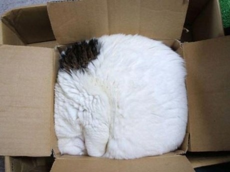 cat_rar.jpg