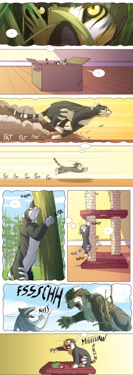 cats_life.jpg