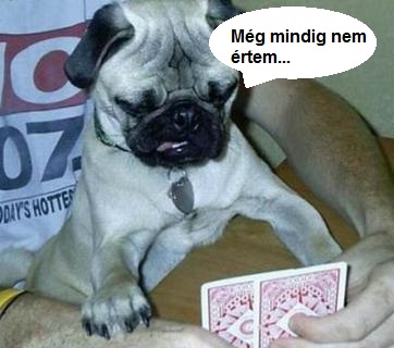 dog reading cards.jpg