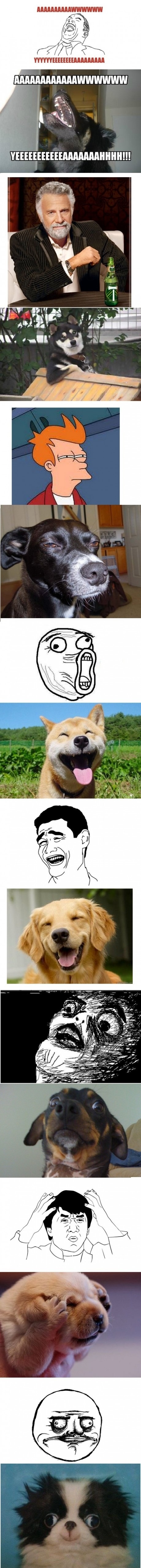 dog_memes.jpg