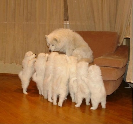 dog_mom_1.jpg