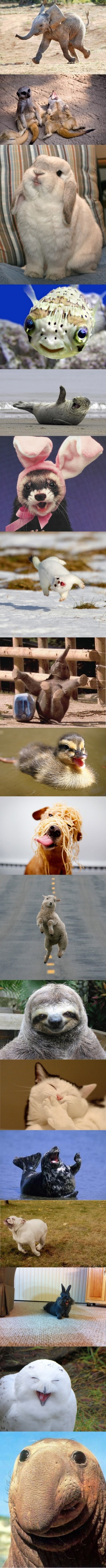 happy_animals_1.jpg