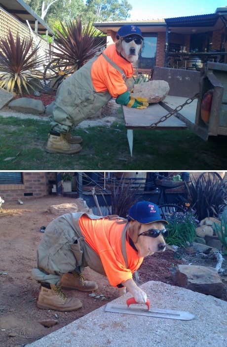 hardworking_dog.jpg