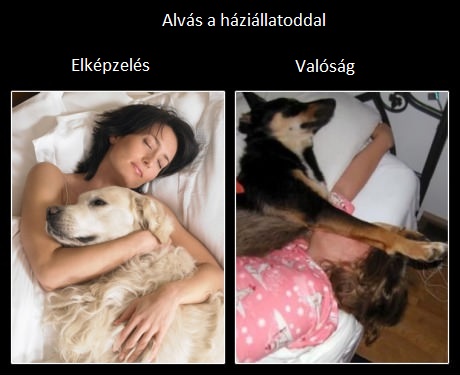 haziallatokkal_alvas.jpg