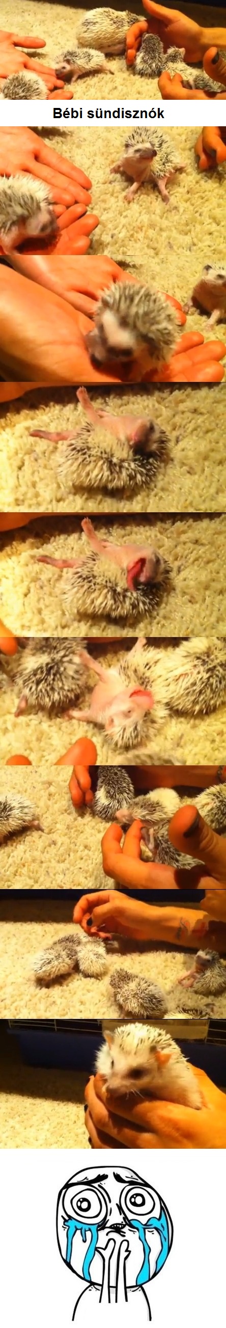 hedgehog.jpg