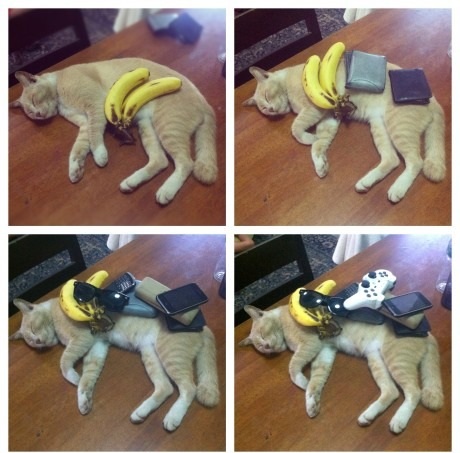 just_cats.jpg