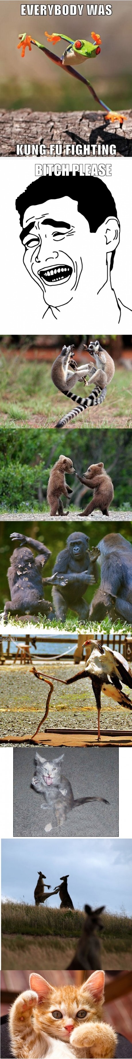 kungfu_fighting.jpg