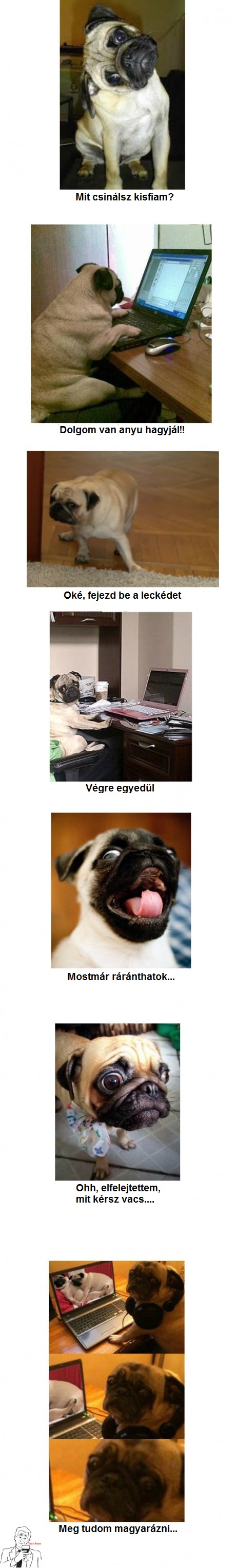 pug.jpg
