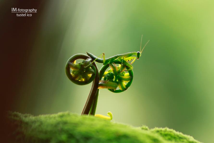 rambo_mantis.jpg
