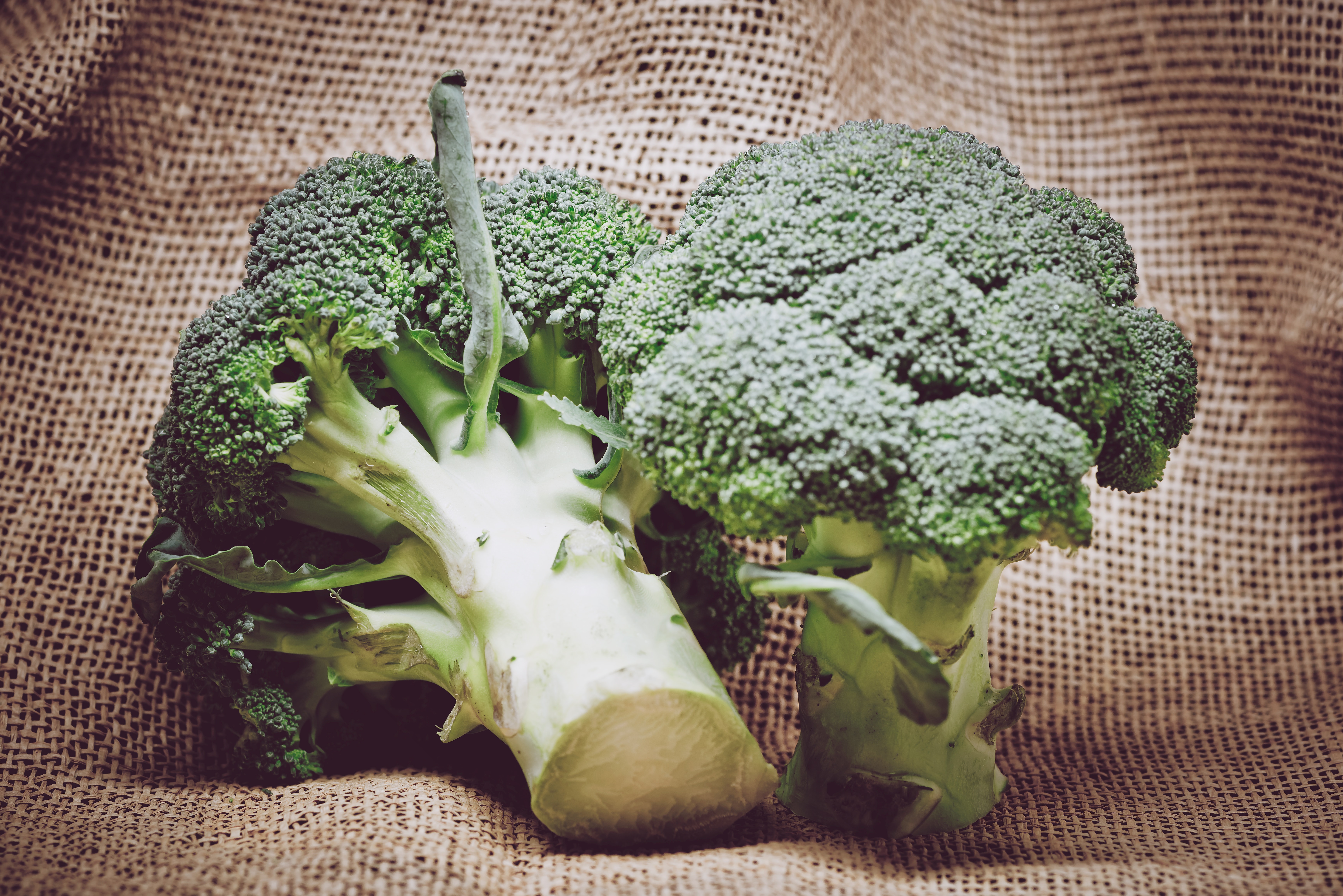 agriculture-broccoli-close-up-399629_1.jpg