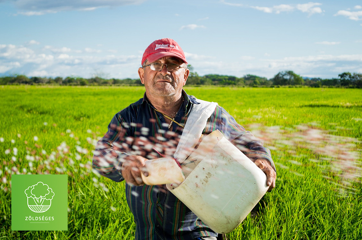 peasant-rice-fields-rice-crops-colombia-50715_1.jpeg