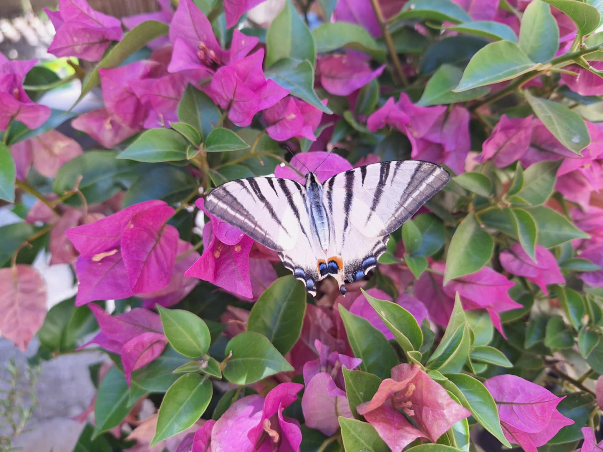 messenger_creation_16d76821-1e62-43cf-b499-651959fc4781.jpeg