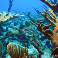 Nyakék a korallzátonyok színeiből egy szülinaposnak