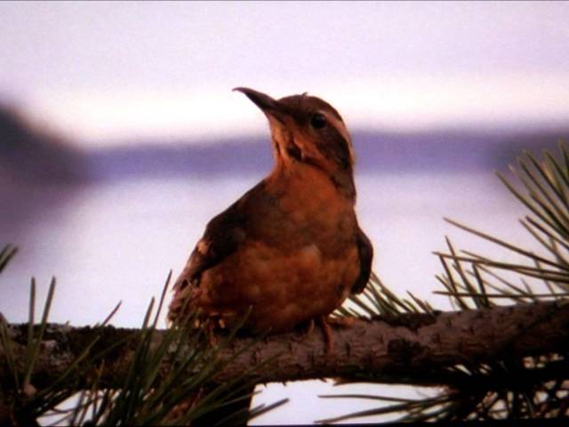 Akkor most működik a Twin Peaks vagy mivan?