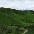 Kuala Lumpur 2. - Cameron Highlands