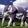 Milka elefánt - nyami nyami