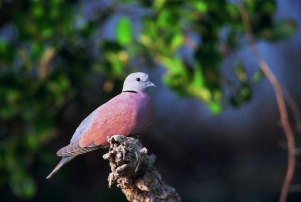 red_20collared-dove.jpg