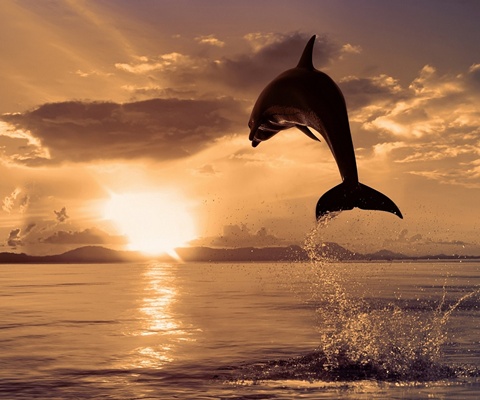 dolphin-jump-sunrise.jpg