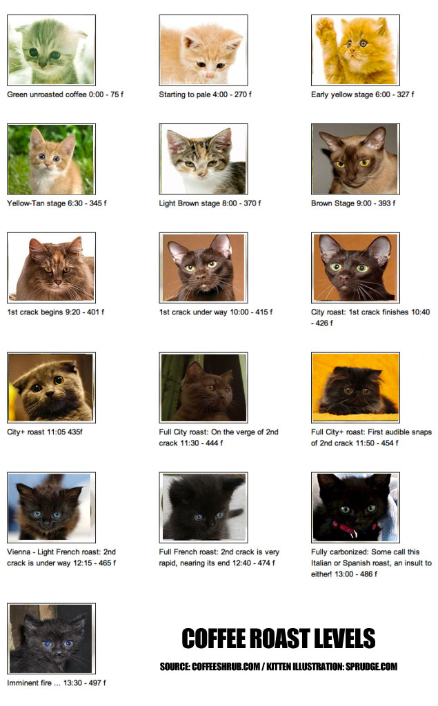 kittenprofiles.jpg