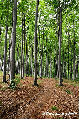erdő2001.jpg