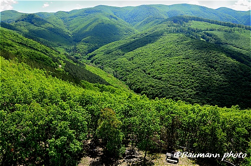 erdő2004.jpg