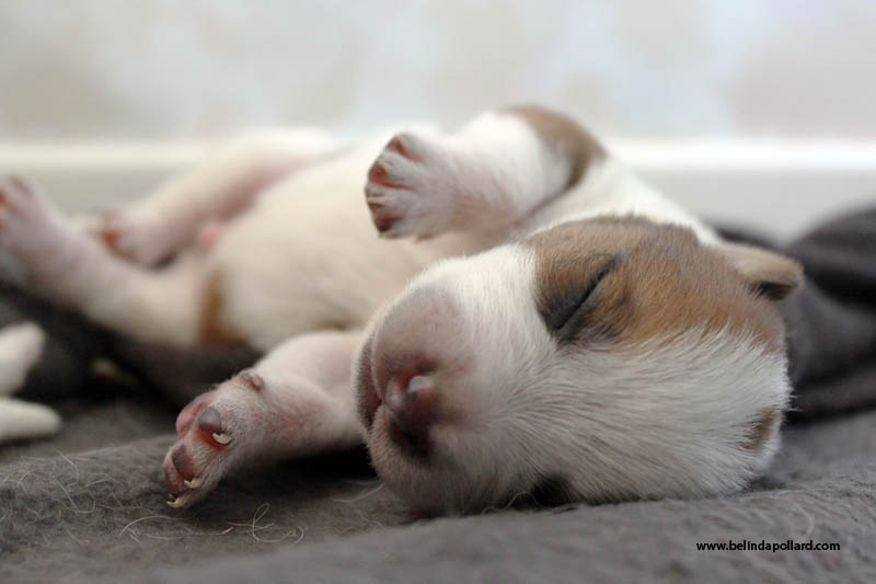 let-sleeping-dogs-lie.jpg