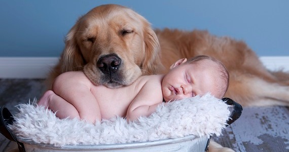 dogs-and-babies.jpg