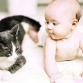 A baba és a háziállatok