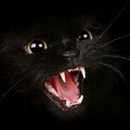 Jajj átszaladt előttem egy fekete macska!