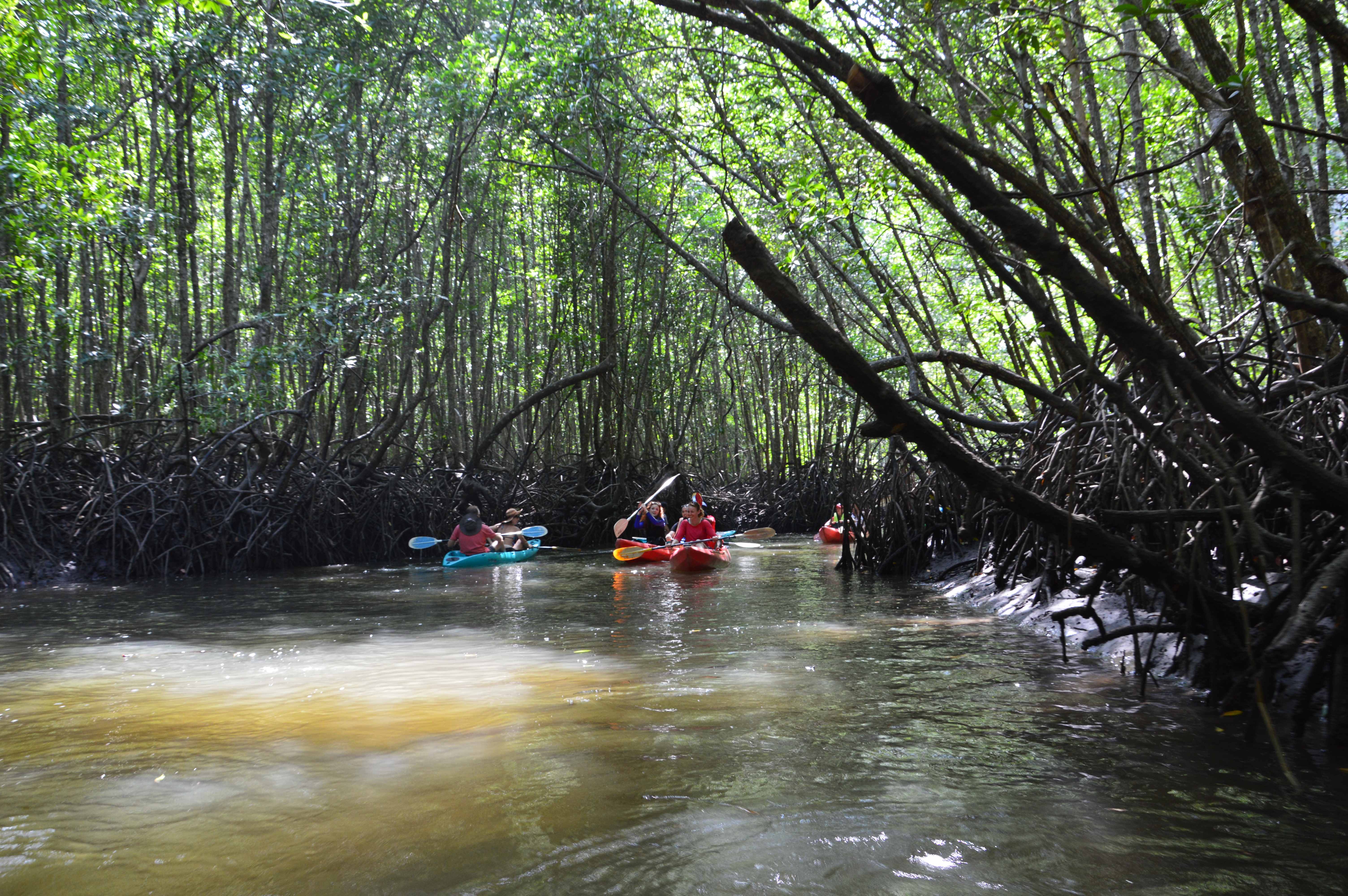 09 - Mangrove.jpg