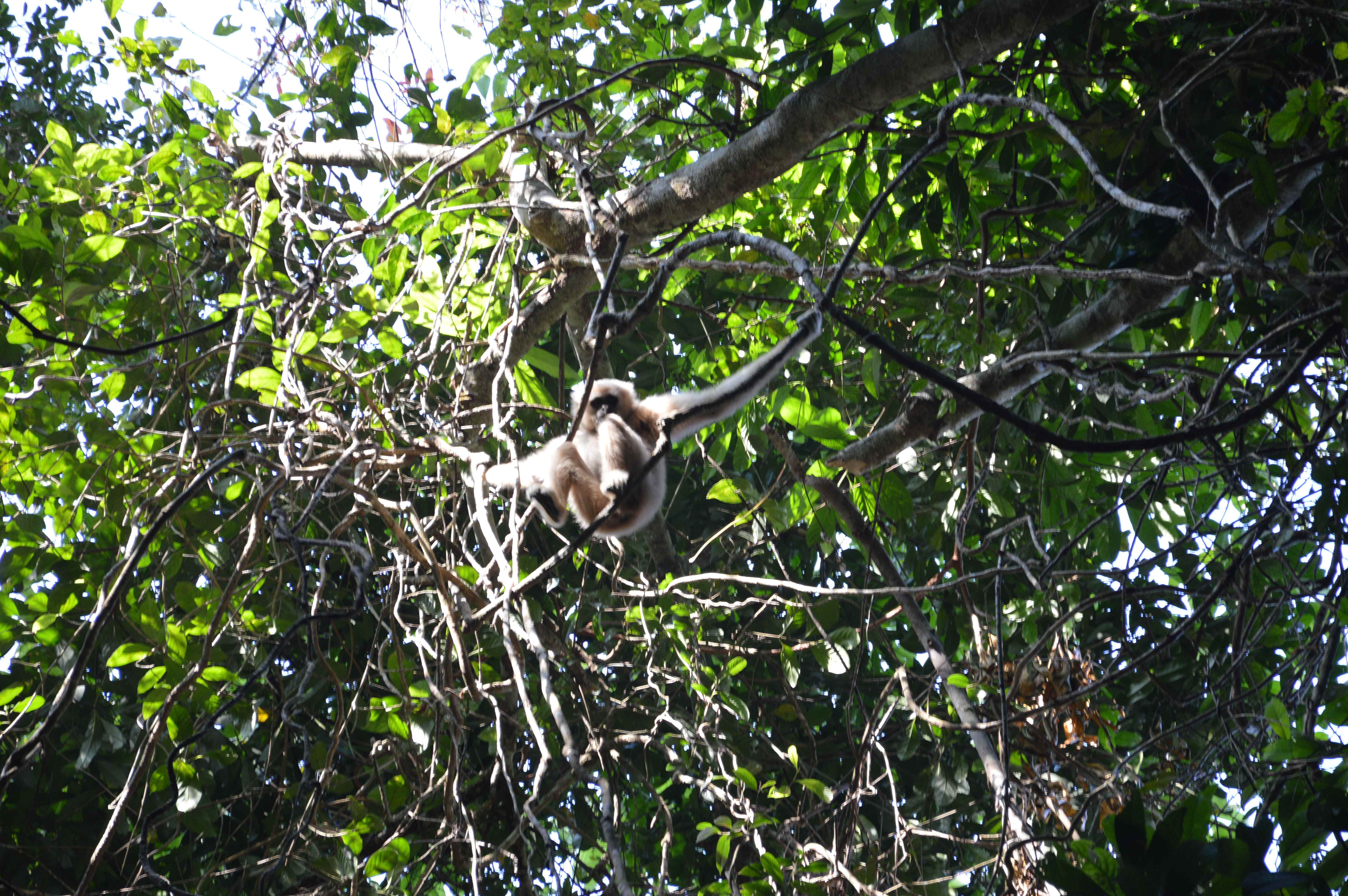 10 - gibbon.jpg